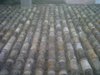 IMG00044-20111006-0836